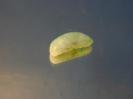 Hemimorphite image.