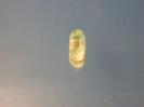 Hemimorphite image.
