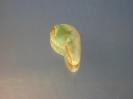 Hemimorphite image.