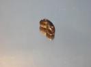 Covellite image.