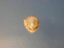 Chalcedony image.
