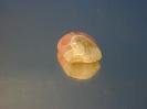 Smithsonite image.