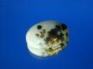 Chalcedony image.