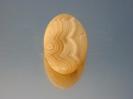 Chalcedony image.