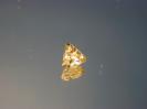 Garnet image.