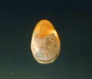 Opal image.