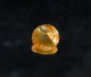 Opal image.