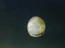 Opal image.