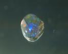 Opal image.