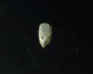 Opal image.