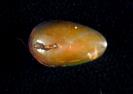 Opal image.