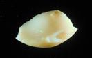 Opal image.