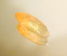 Opal image.