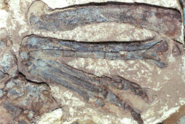 dilophosaurus-wetherilli The hind limb of the dinosaur Dilophosaurus wetherilli