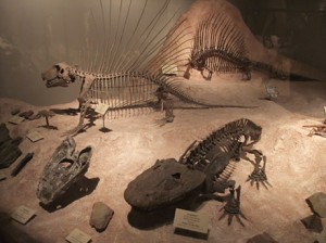 Fossils in the Hall of Geology and Paleontology at Texas Memorial Museum