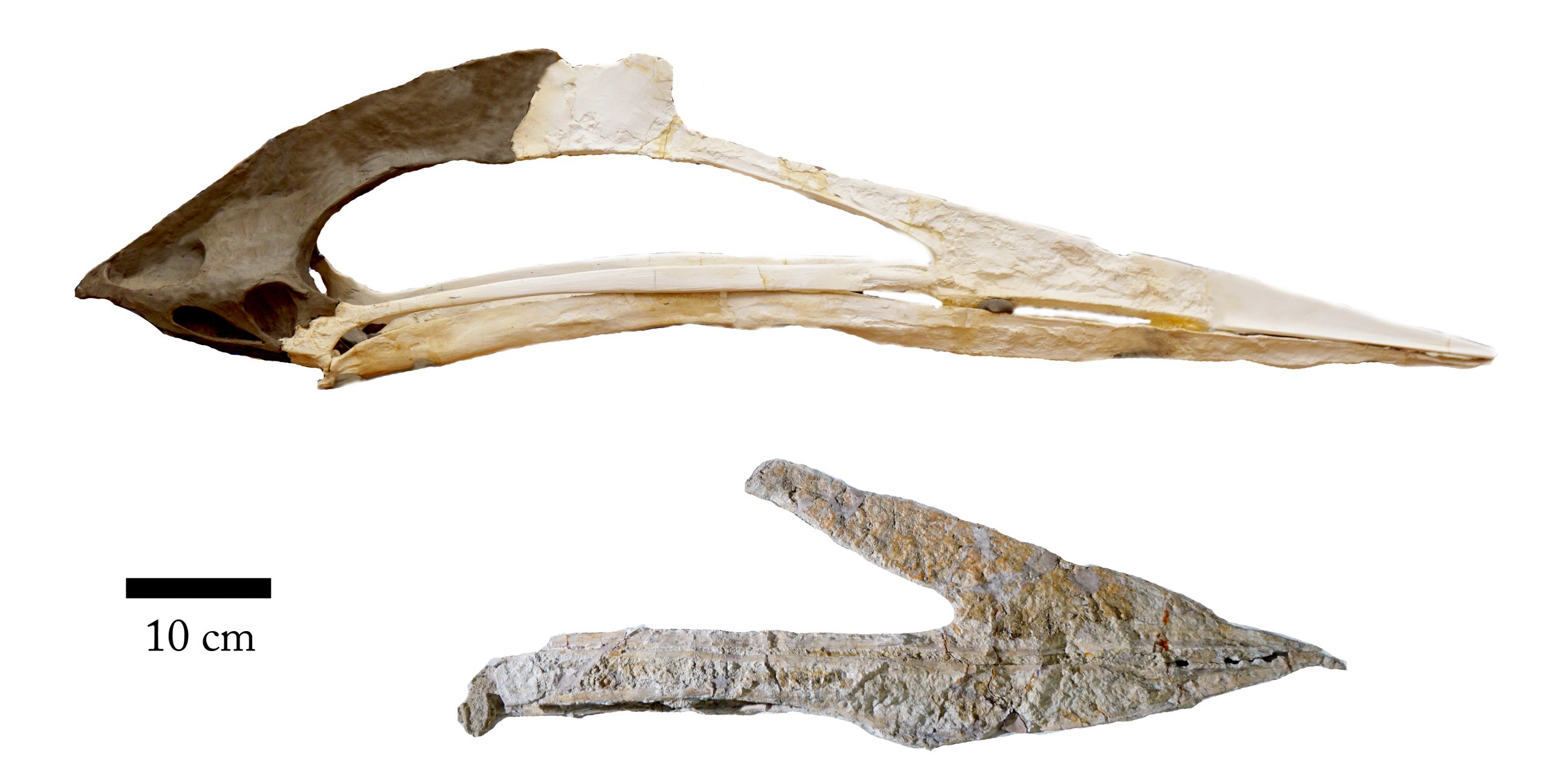 Morphology and Taxonomy of Quetzalcoatlus Lawson 1975 (Pterodactyloidea:  Azhdarchoidea)