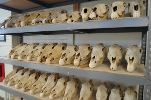 Skulls from VPL's Recent Vertebrate Collection.