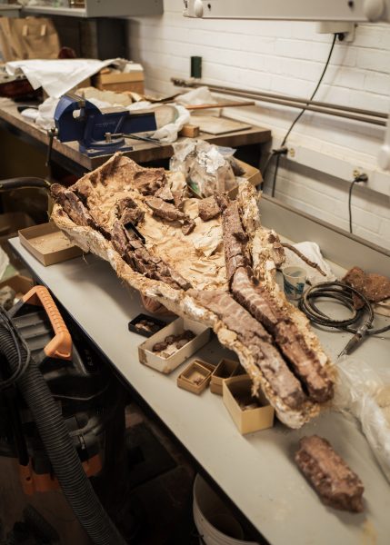 Phytosaur jaw in active preparation.