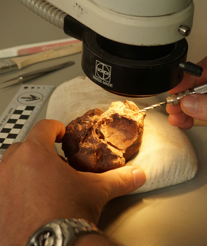 The holotype skull of <em>Triopticus primus </em>during preparation under the microscope. Photo credit- Matthew Brown