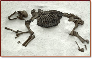 stc2 Scimitar-toothed cat (Homotherium serum) found in Friesenhahn Cave, Bexar County, Texas (TMM 933-3235, TMM 933-3497)