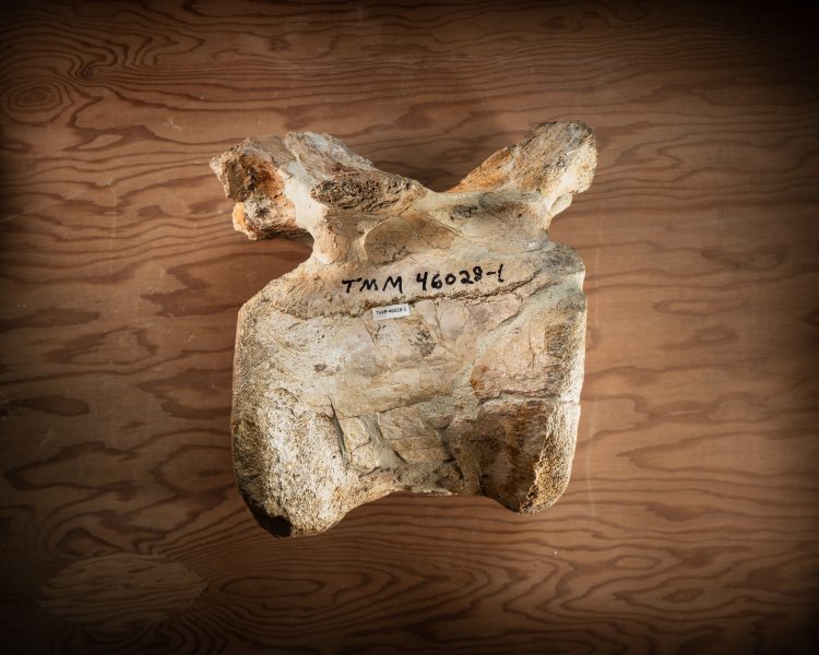 T. Rex caudal vertabrae