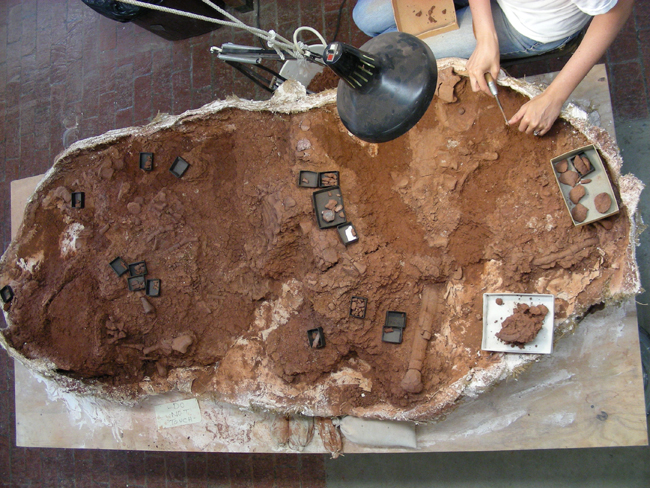 Stocker carefully chips away mud from the skeleton of a juvenile phytosaur named Angistorhinus collected by the WPA.