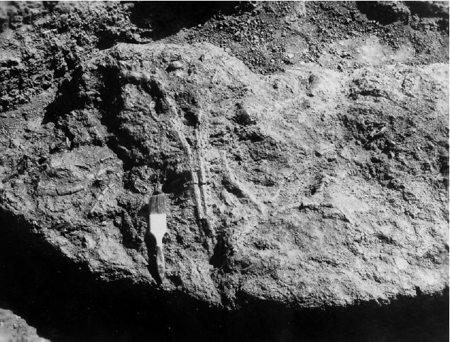 Original WPA photo of the phytosaur fossil in situ (1940).