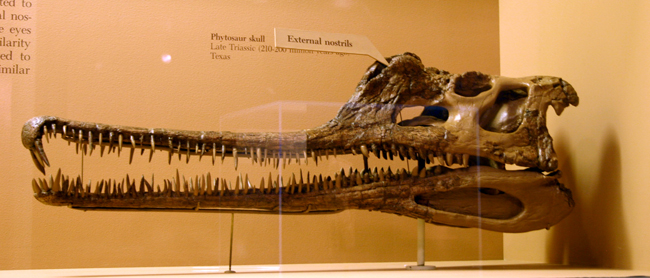 Phytosaur skull on display in the Smithsonian National Museum of Natural History. Credit: Ryan Somma