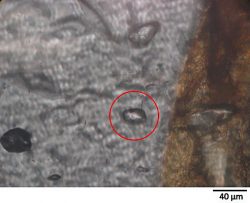 Quartz inclusion (circled in red) in garnet. From PM06-11b.